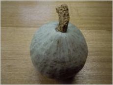 kabocha1.JPG